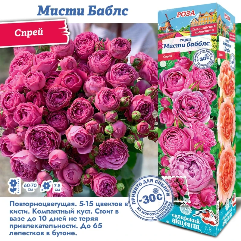 Роза Мисти баблс (Сиб.сад) спрей