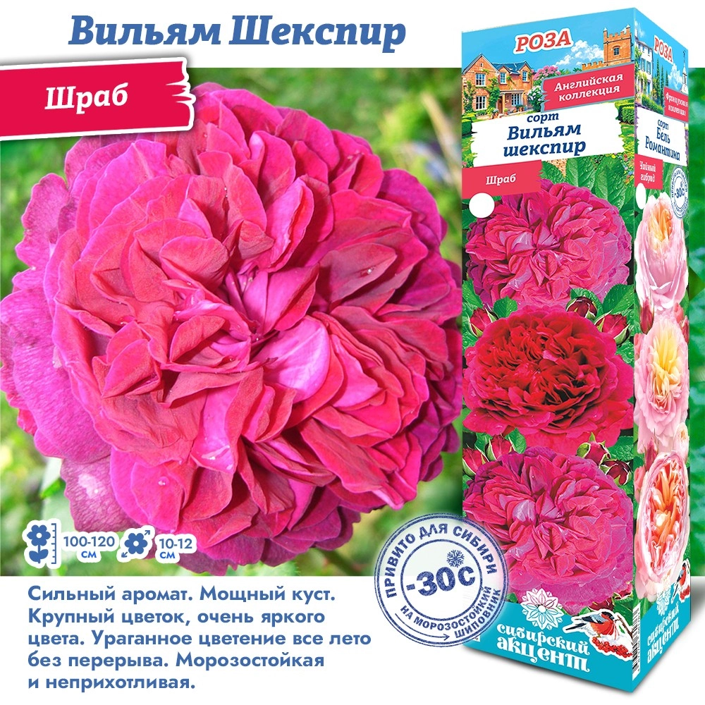 Розавильямшекспир сиб сад