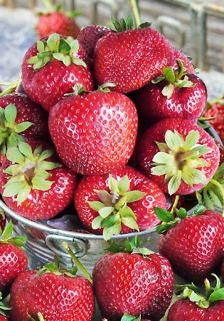 САДОВАЯ ФЕДЕРИКА 1246915a24f86073