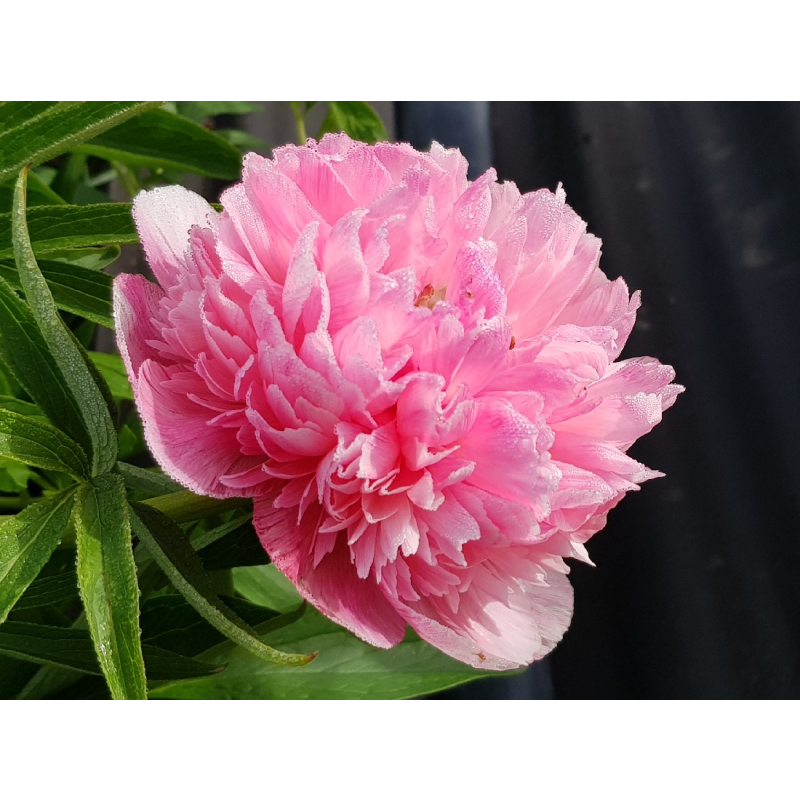 Пион трав.Салмон бьюти (ИС)