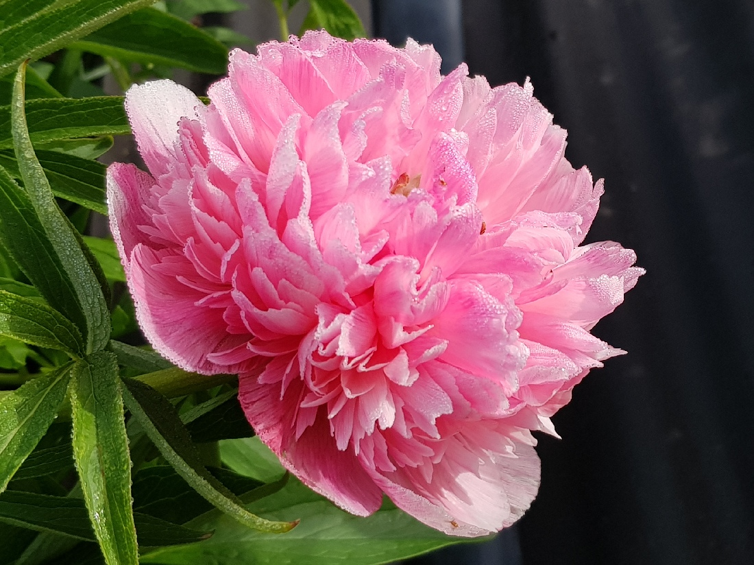 салмон бьютиwatermark