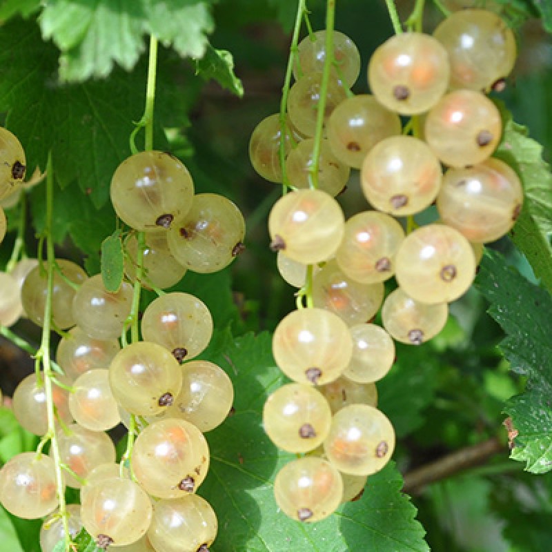 Смородина Булонь (Поиск) белая