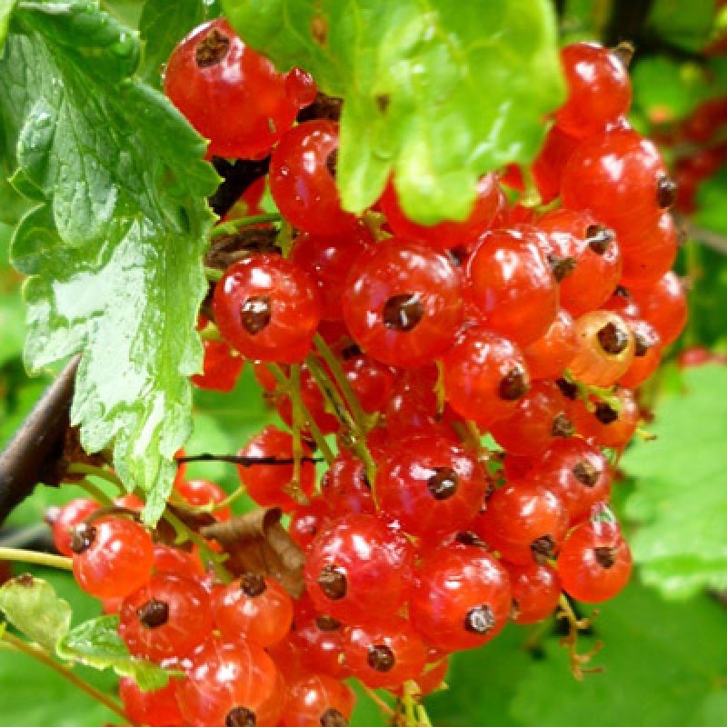 Смородина Голландская красная (Поиск)