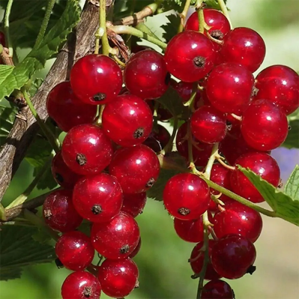 Смородина красная поиск