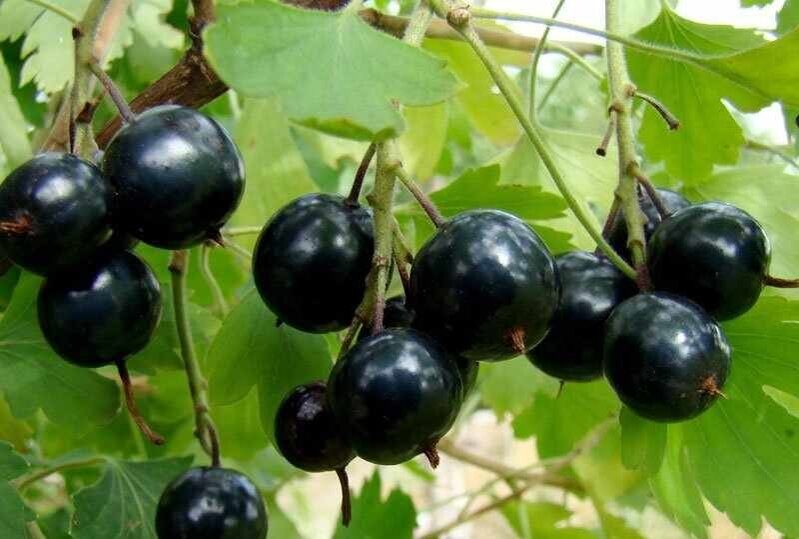 Смородина левушка