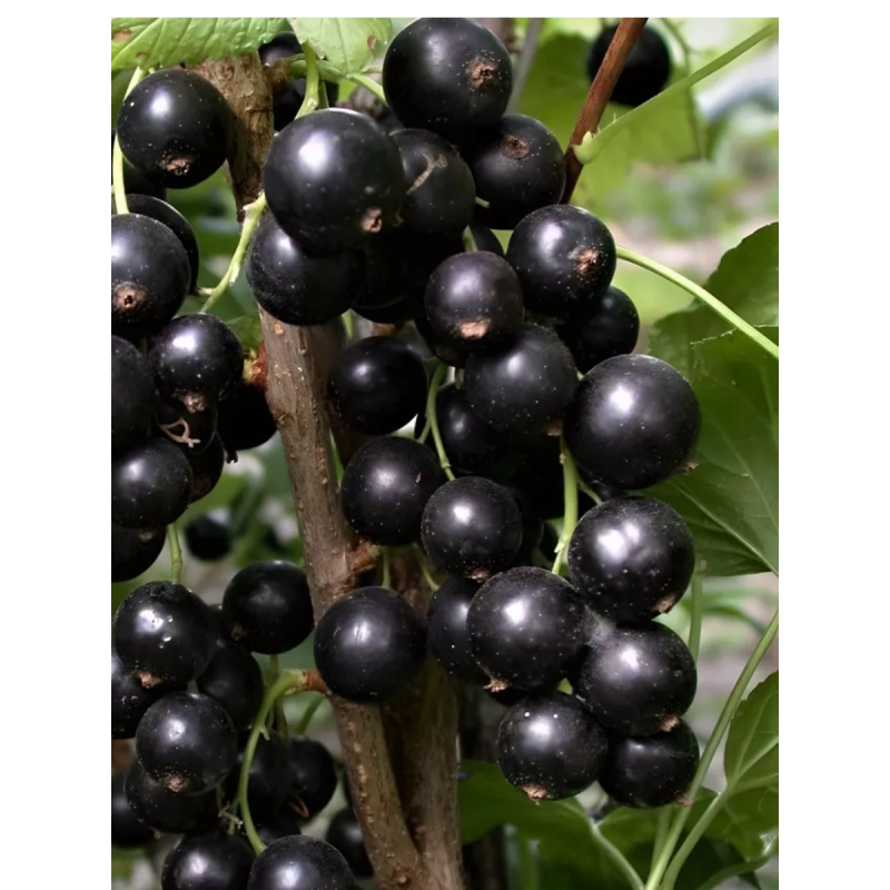 Смородина Памяти Павловой (Сиб.сад) черная