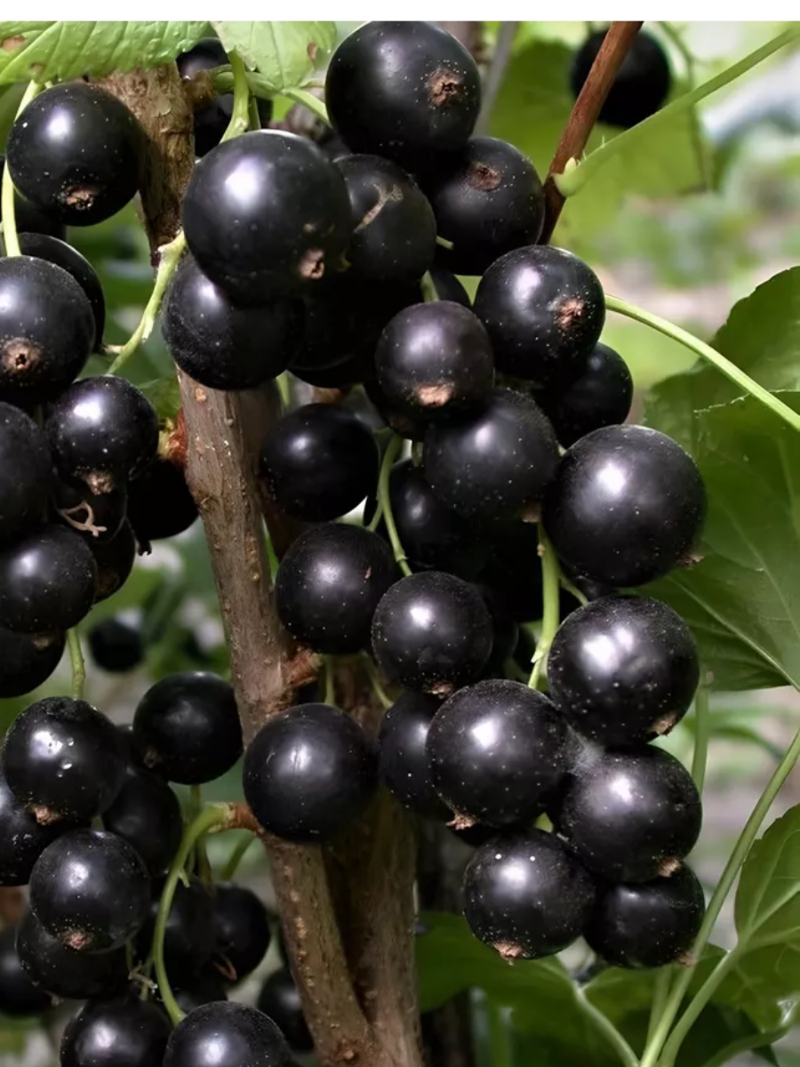 Смородина памяти павловой