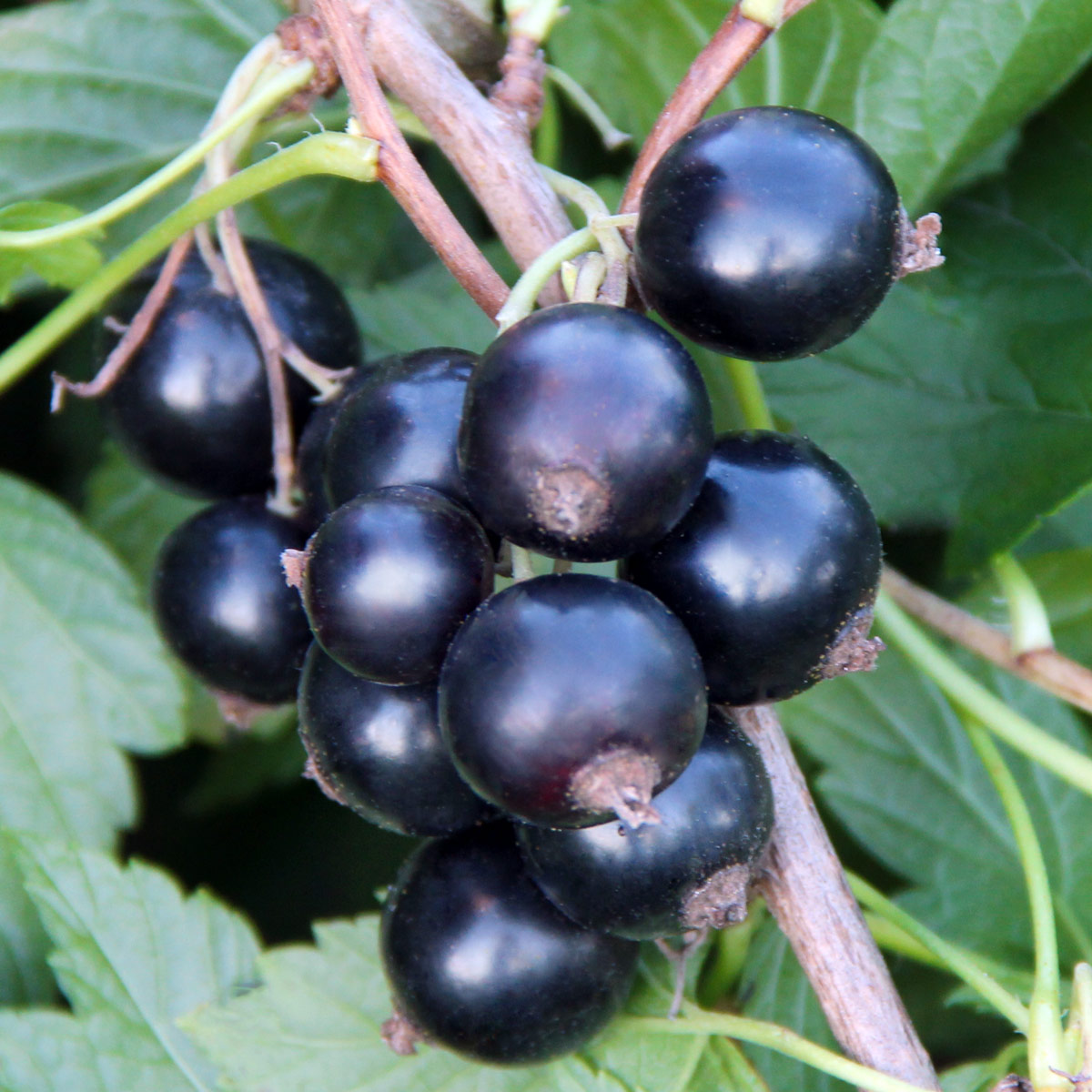 Смородина сибилла