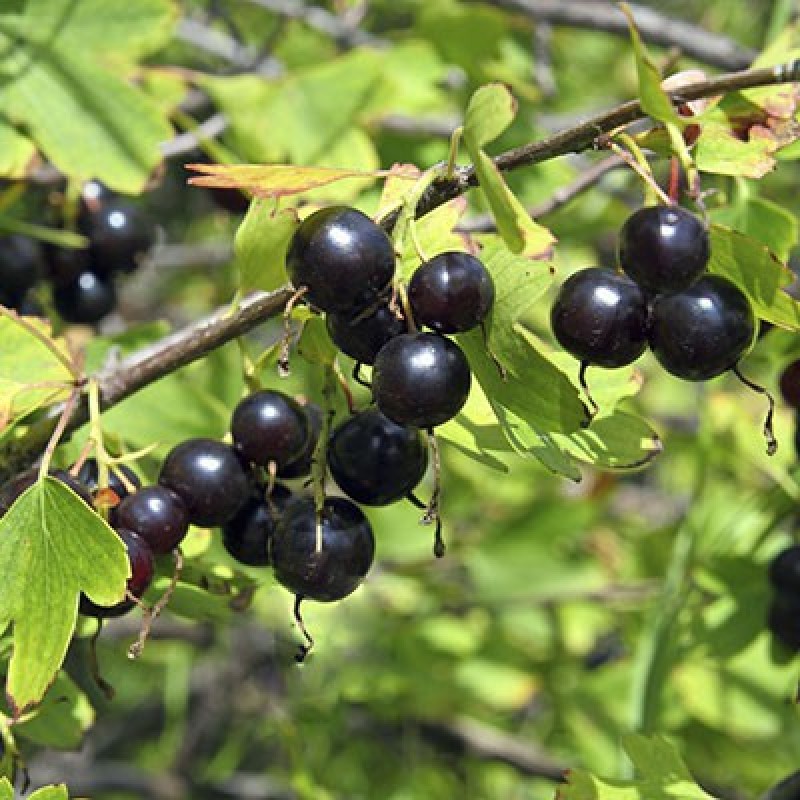 Смородина Валентина (Поиск) черная