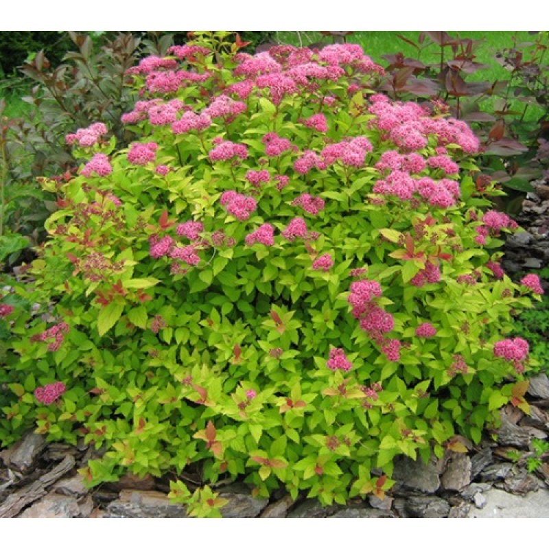 Спирея Мэджик Карпет (Поиск) японская