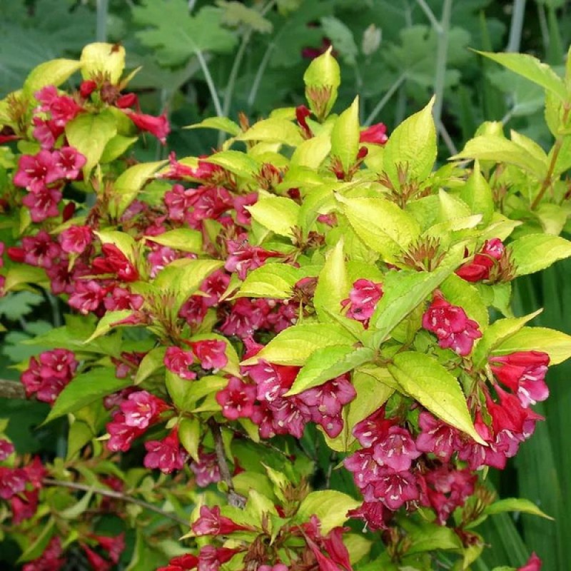 Вейгела Олимпиада (Поиск) цветущая