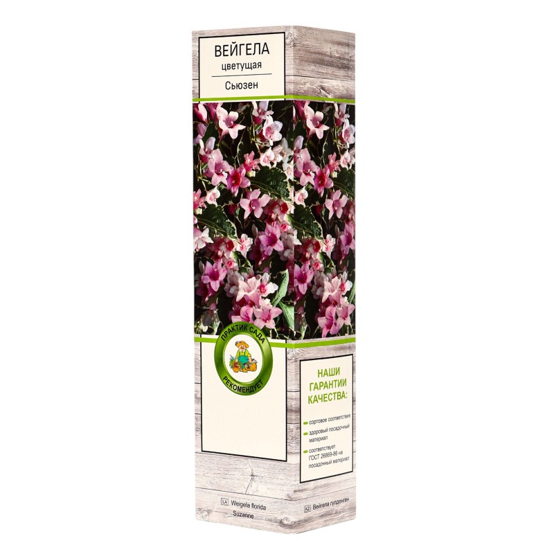 Вейгела Сьюзен (Поиск) цветущая
