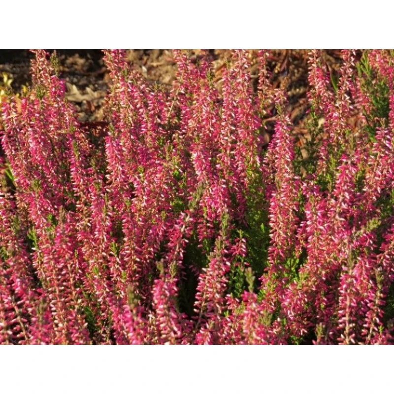 Вереск Энджи (Поиск)