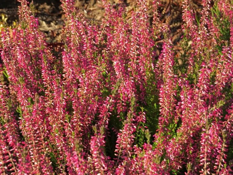 Вереск обыкновенный энджи