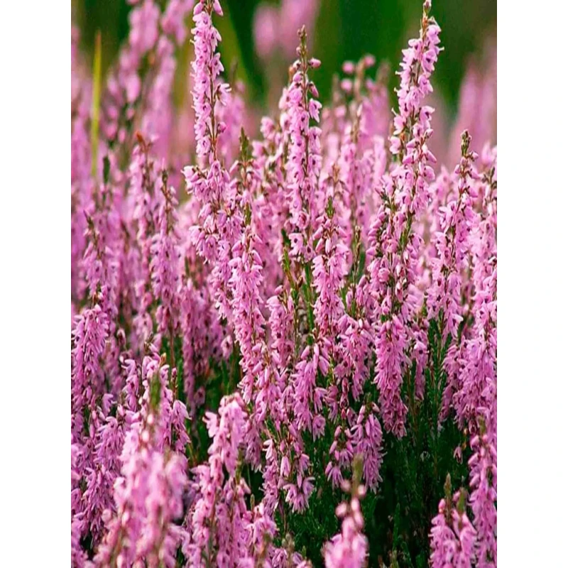 Вереск Пересвет (Поиск)