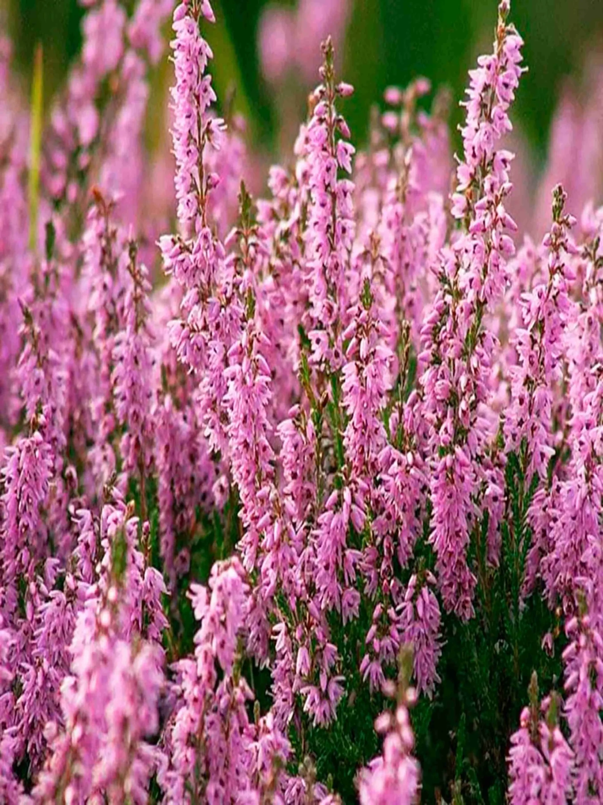 Вереск Пересвет