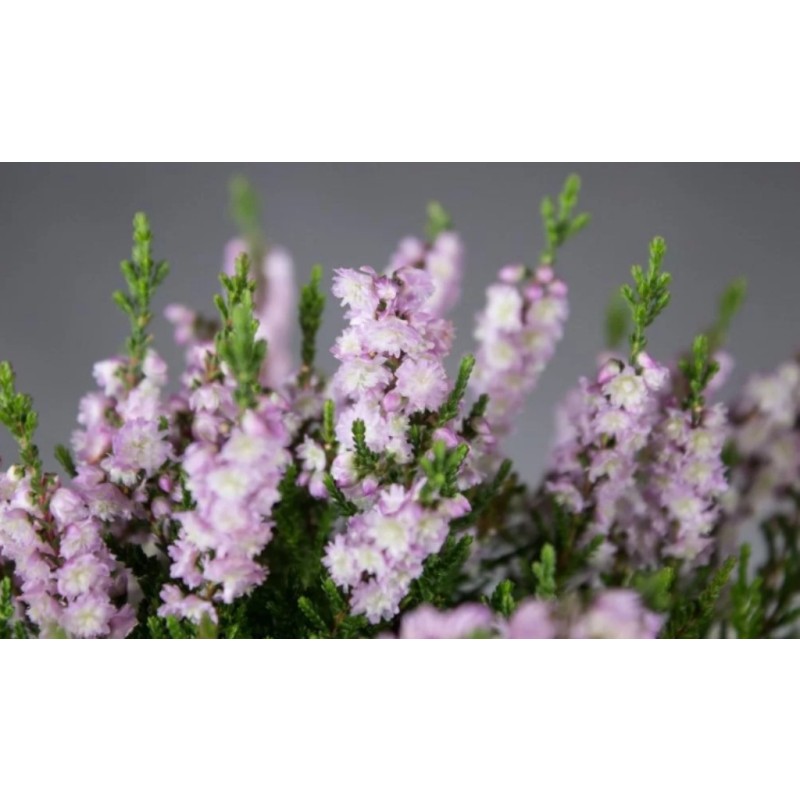 Вереск Раднор (Поиск)