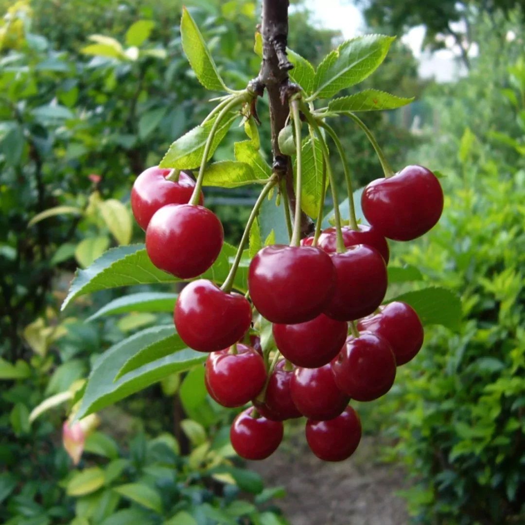вишня дар учителю сиб сад