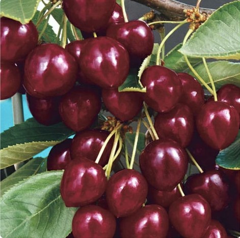 Вишня лебедянская