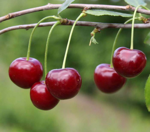 Вишня любская