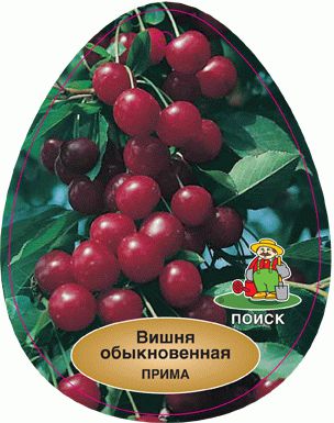 Вишня прима