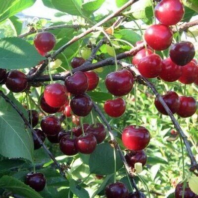 Вишня щедрая