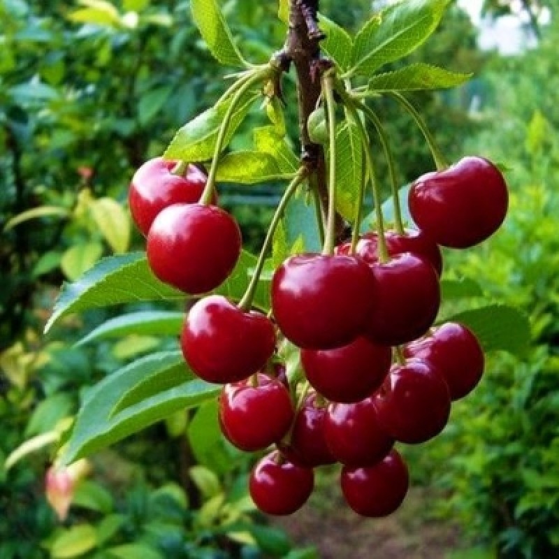 Вишня Тургеневка (Сиб.сад) этикетка