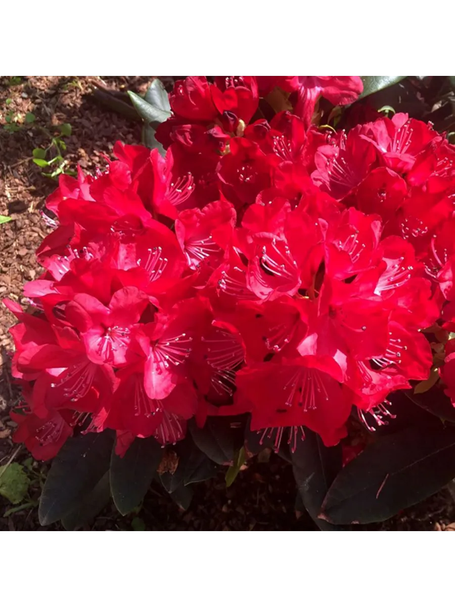 Владислав ягайдо