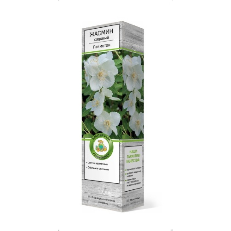 Жасмин Лаймстон (Поиск) садовый