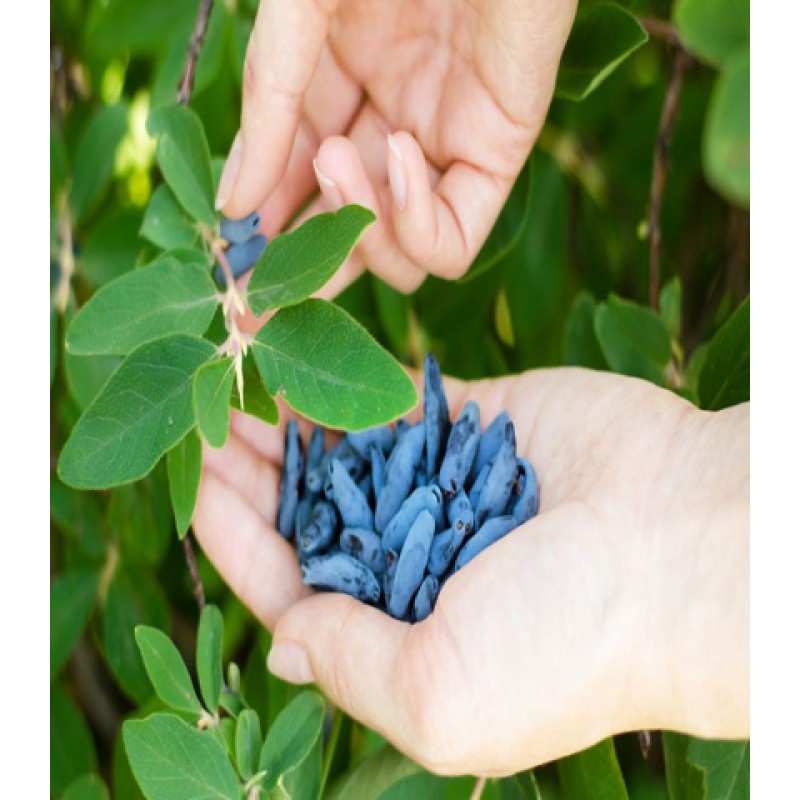 Жимолость Блю Стар (Поиск)