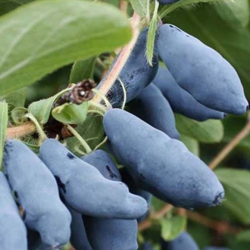 Жимолость Нимфа (Поиск)