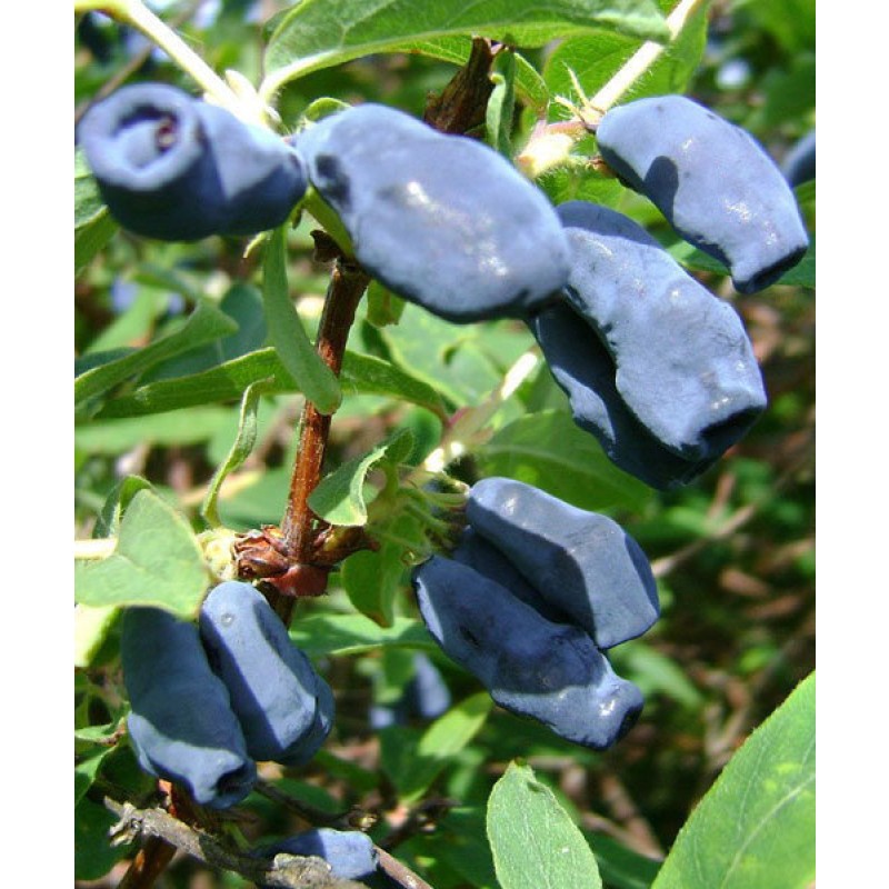 Жимолость Зимородок (Поиск)