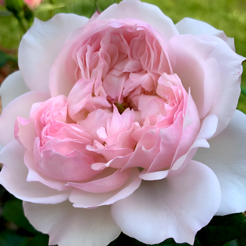 Роза Сесиль де Воланж (Россия) (горшок 2л)