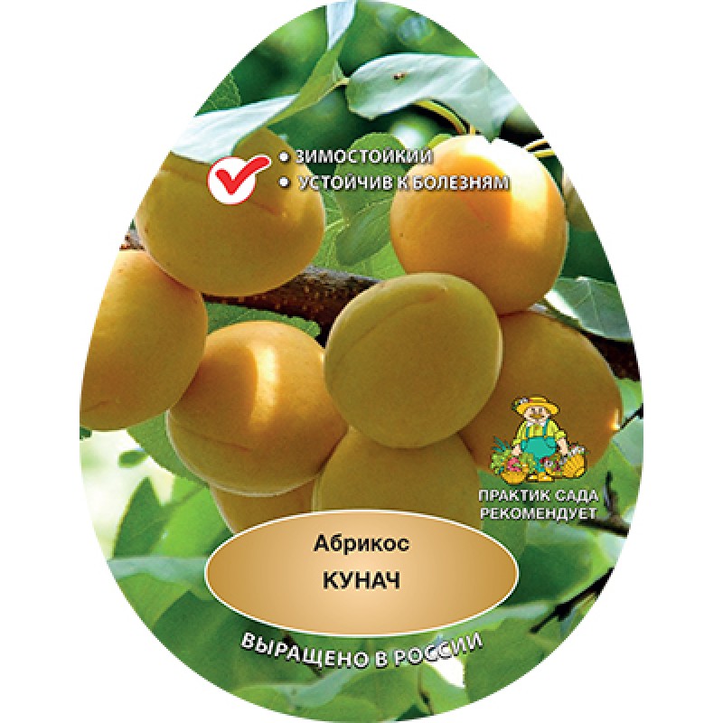Абрикос Кунач (Поиск) 2х-летка этикетка