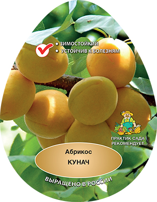 abrikos kunach poisk 458-08-ru A