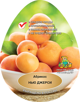 aabrikos niu dzhersi poisk 393-06-ru A