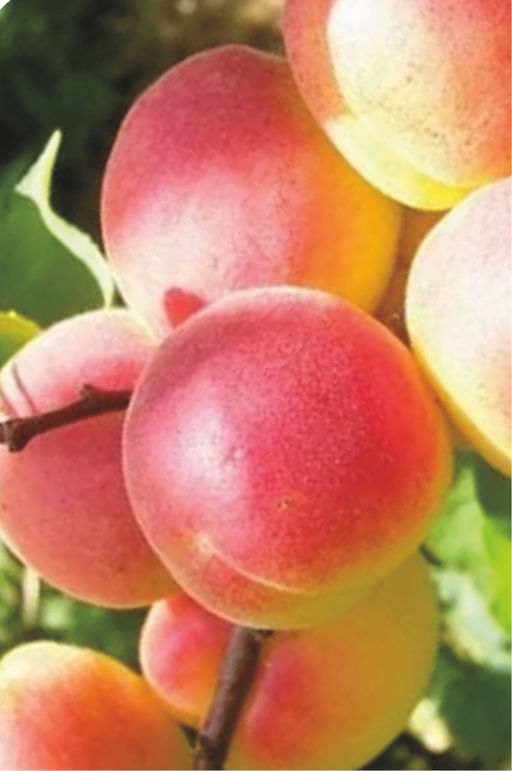 Абрикос Сарданикс