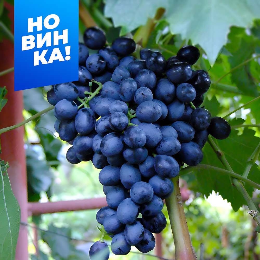 Аттика-(ранний-110-120-дней)