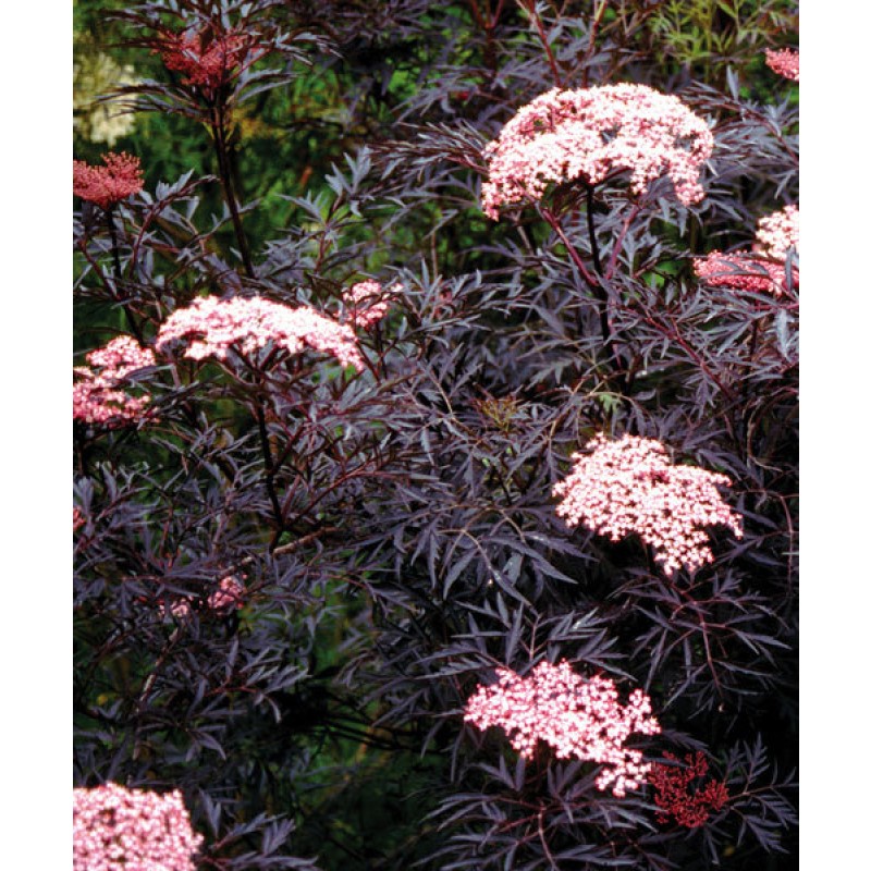 Бузина Блэк Лэйс (Поиск) черная