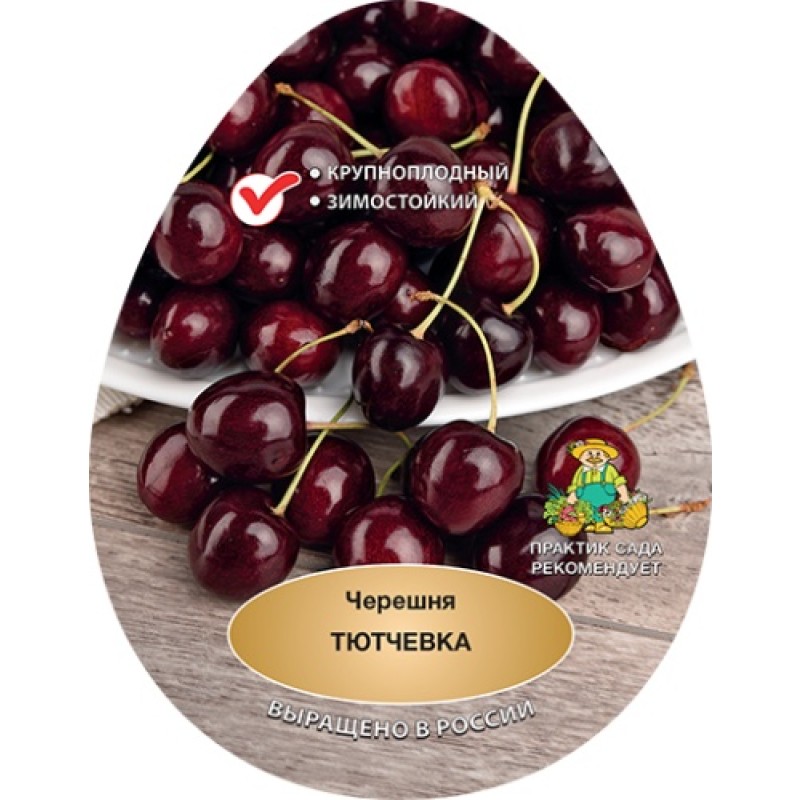 Черешня Тютчевка (Поиск) 2х-летка этикетка