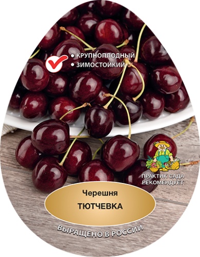 Черешня чутчевка