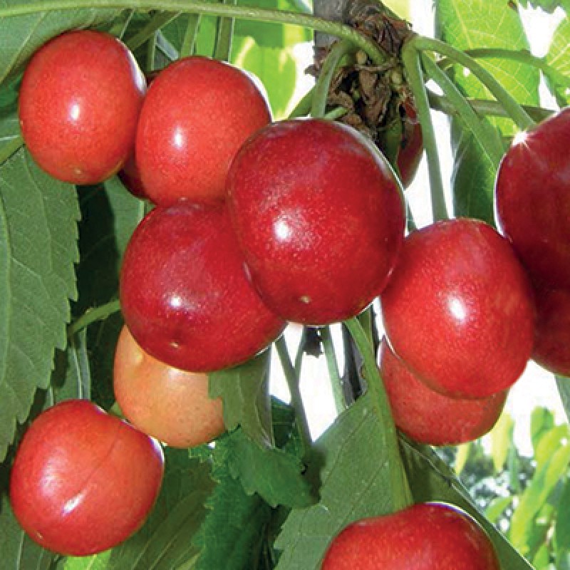 Черешня Мичуринка (Поиск) коробка