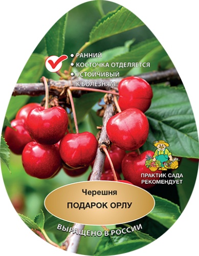 Черешня подарок орлу