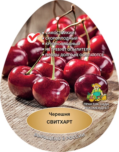 Черешня свитхарт
