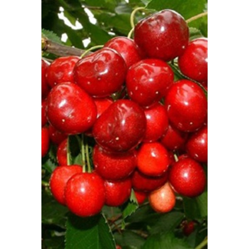 Черешня Витязь (Поиск) этикетка