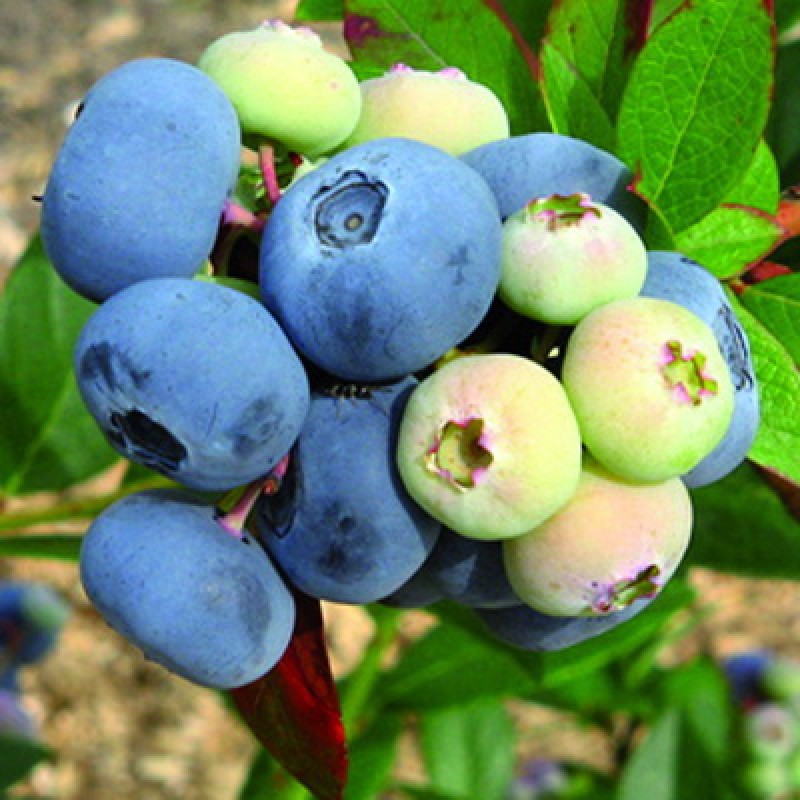 Голубика Спартан (Поиск) поздний