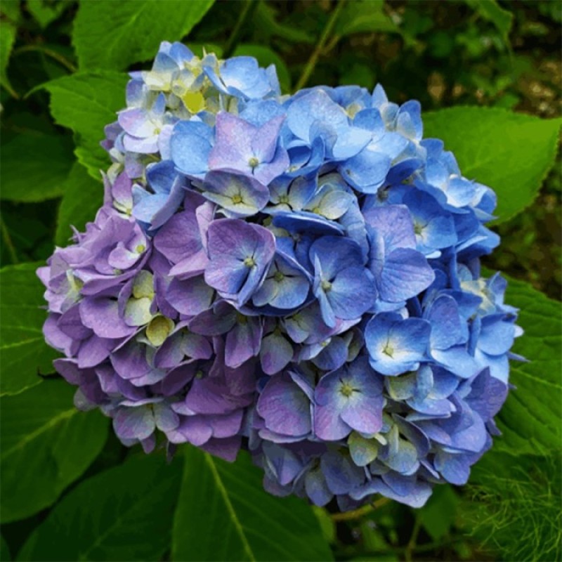 Гортензия Лавбла (Поиск) крупнолистовая