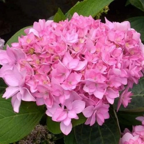 Гортензия Романс пинк