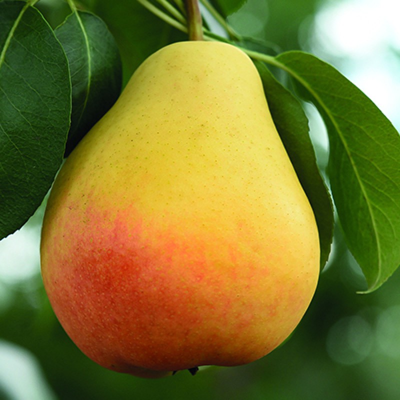 Груша Лада (Поиск) коробка