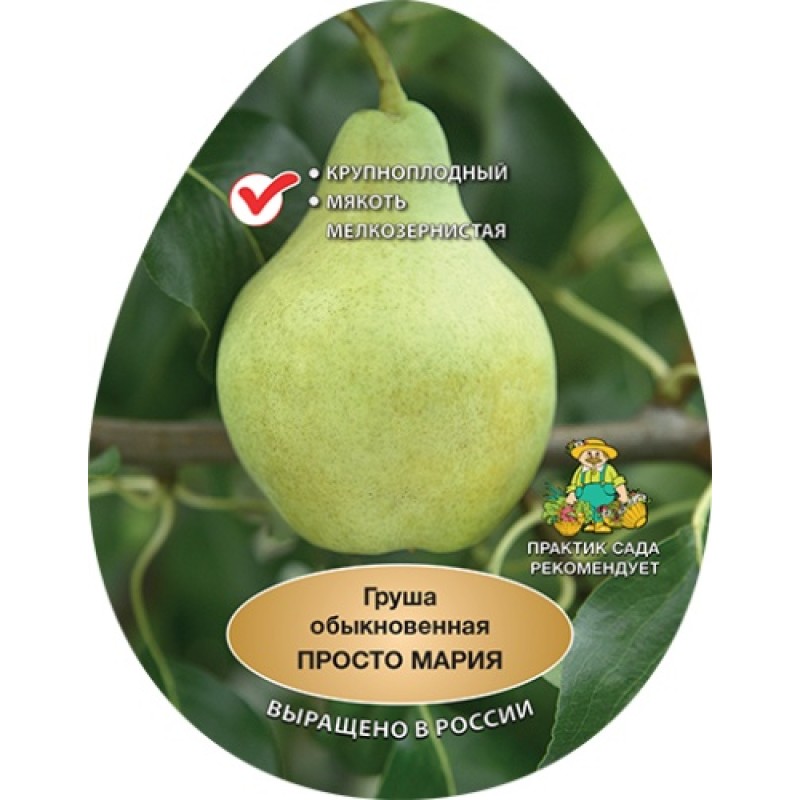 Груша Просто Мария (Поиск) этикетка